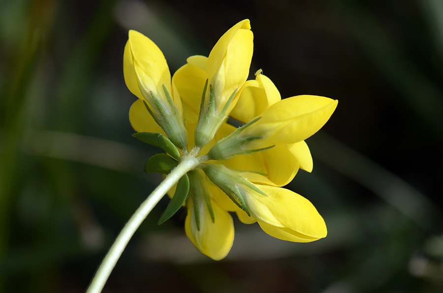 Come si chiama? - Lotus sp